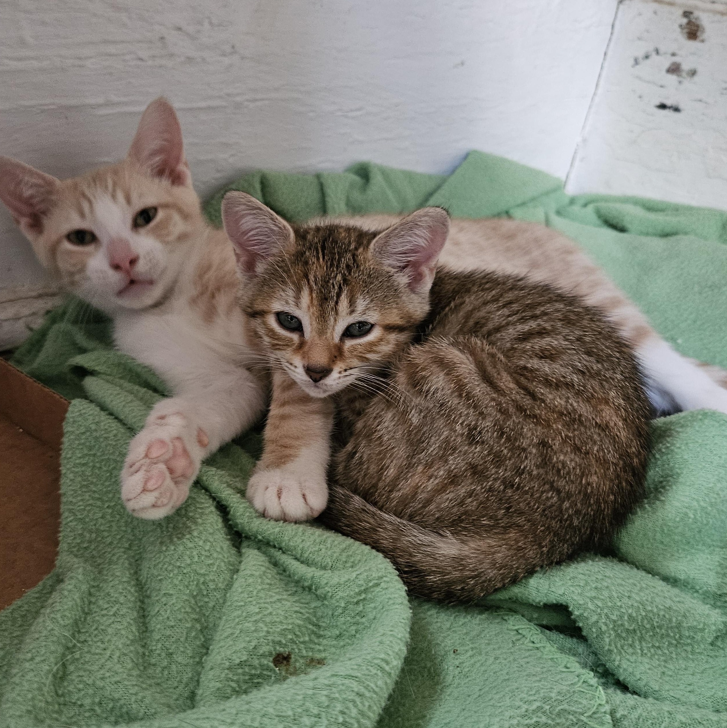 Enlarge Lil Lady, a Adoptable mixed breed in Wilmington, NC image 4/6