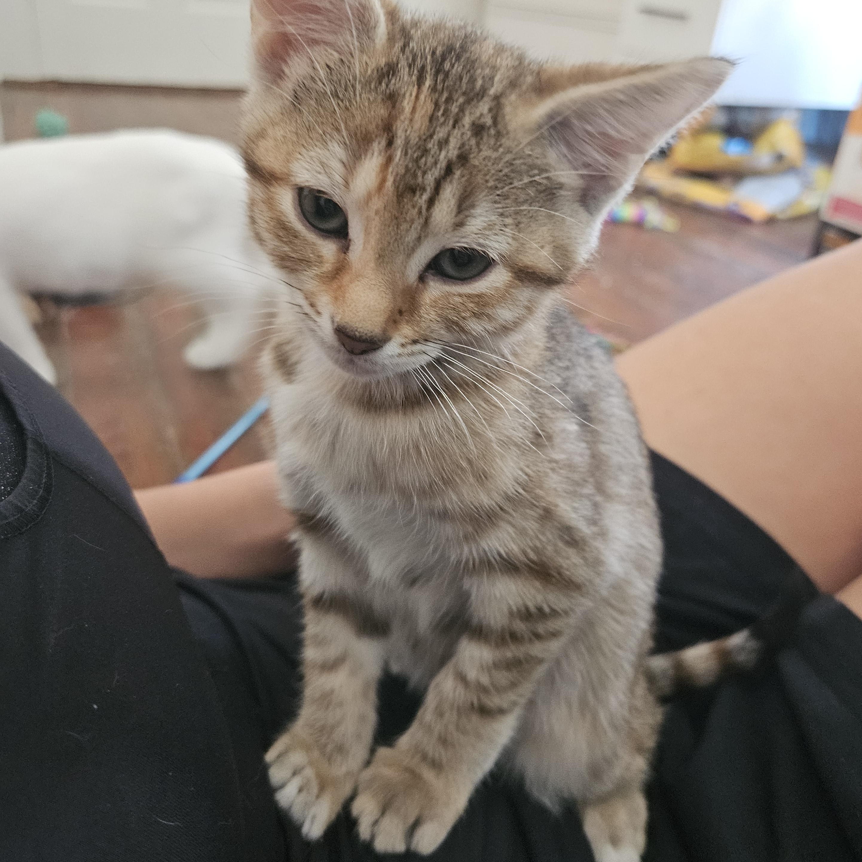 Lil Lady, Adoptable, Kitten Female Domestic Short Hair.