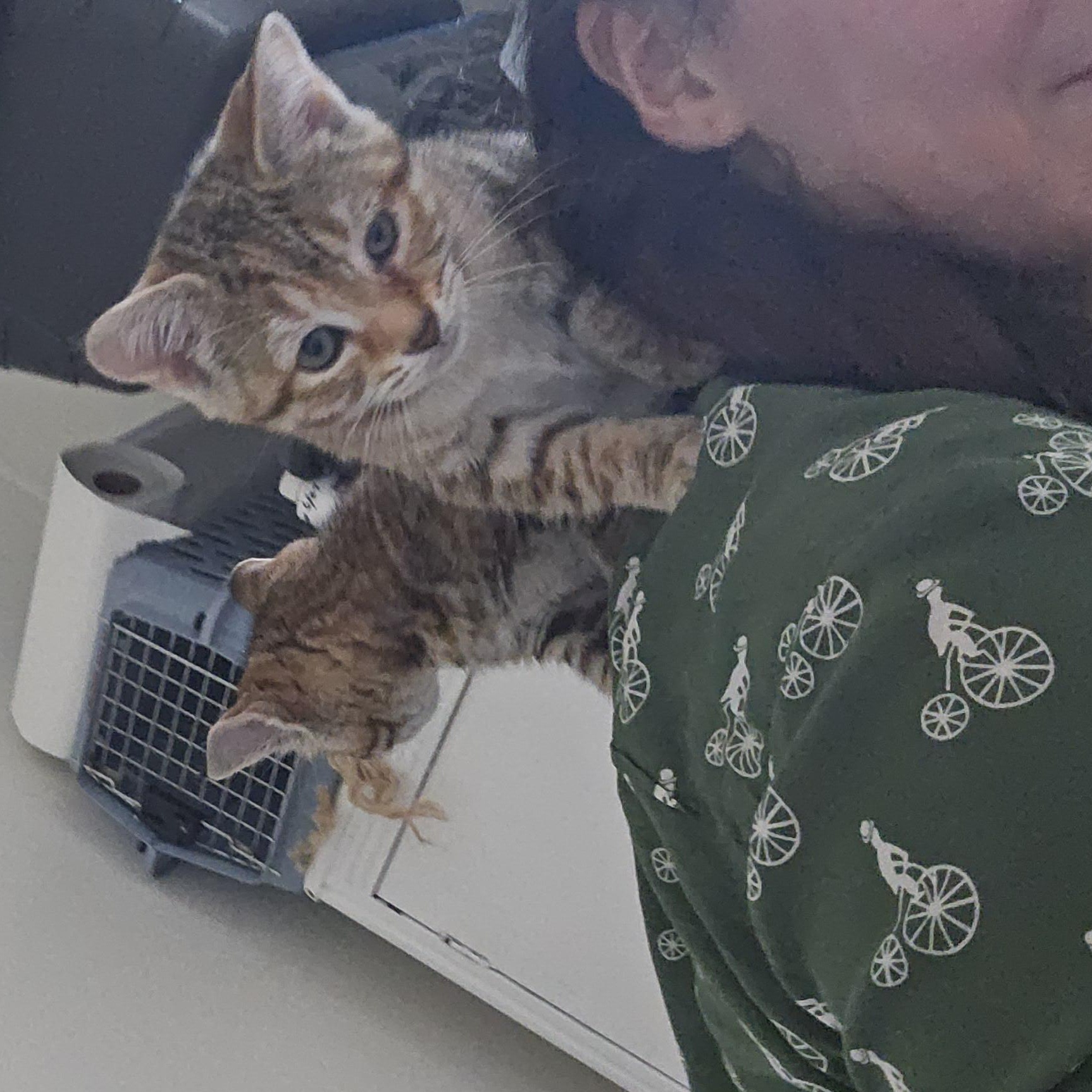 Enlarge Lil Lady, a Adoptable mixed breed in Wilmington, NC image 6/6