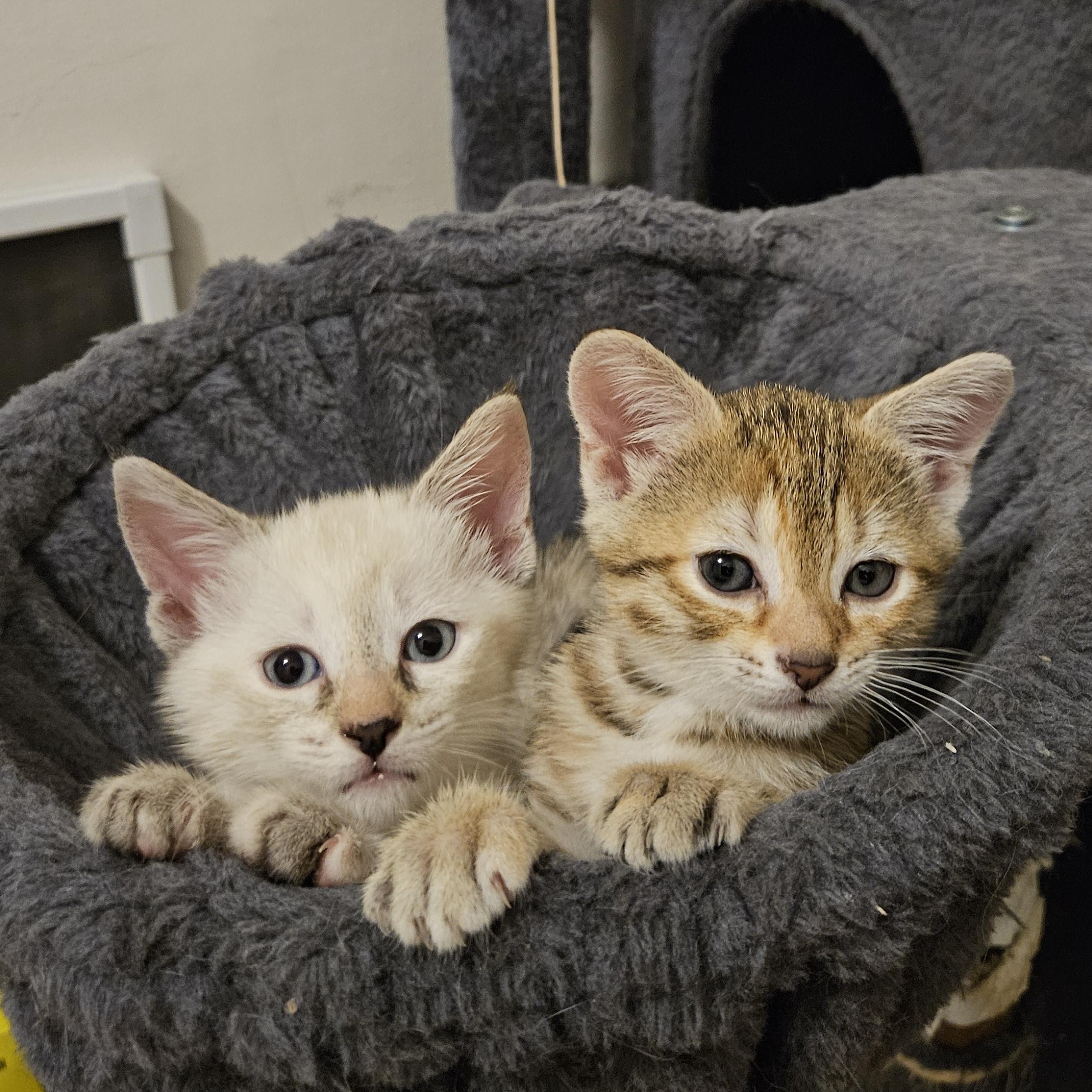 Enlarge Lil Lady, a Adoptable mixed breed in Wilmington, NC image 2/6