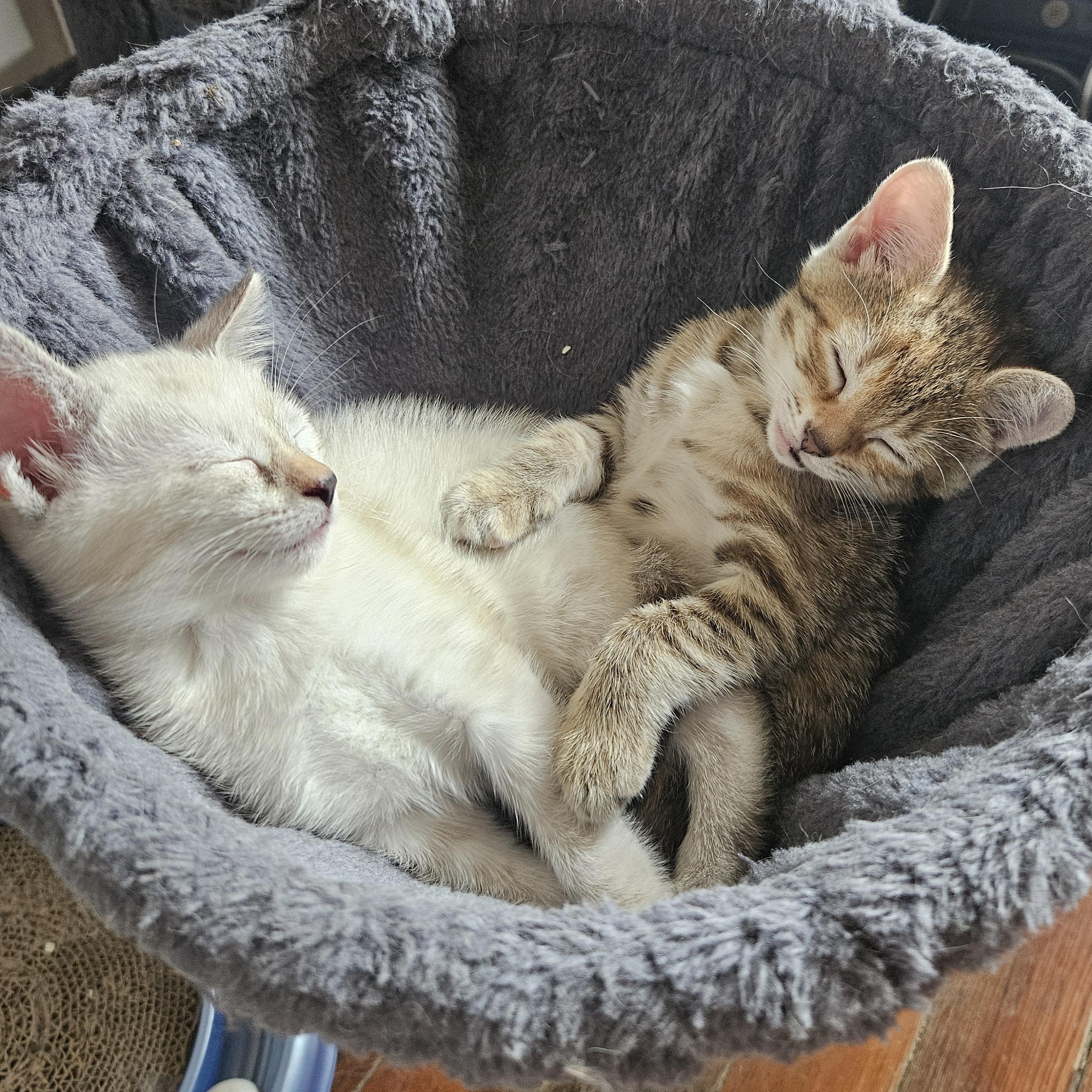 Enlarge Lil Lady, a Adoptable mixed breed in Wilmington, NC image 3/6