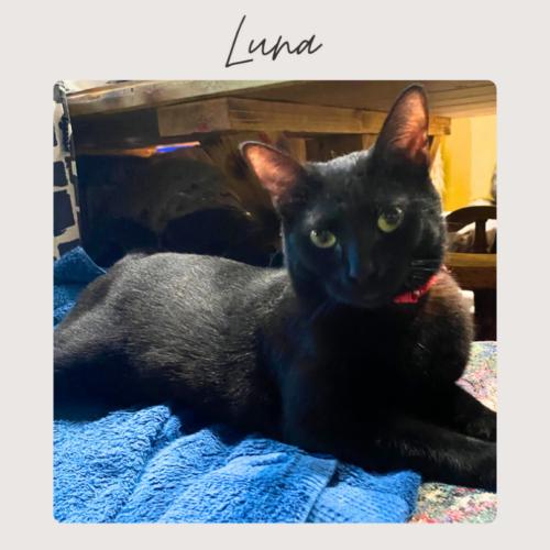 LUNA, Adoptable, Adult Female Domestic Short Hair.