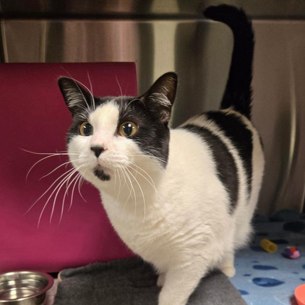 Kevin, Adoptable, Adult Male Domestic Medium Hair.