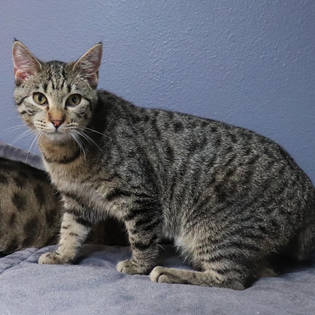 Enlarge Thanos, a Adoptable Domestic Short Hair in Lakeland, FL image 1/2