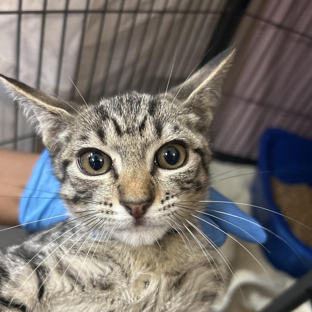 Enlarge Thanos, a Adoptable Domestic Short Hair in Lakeland, FL image 2/2