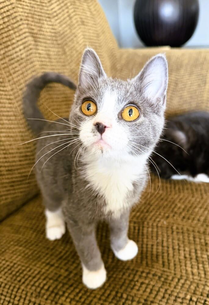 Enlarge Jerry, a Adoptable Domestic Short Hair in Mooresville, NC image 1/1