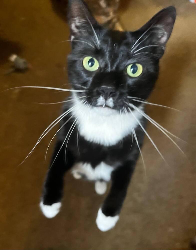 Enlarge Memo, a Adoptable mixed breed in Breinigsville, PA image 2/2