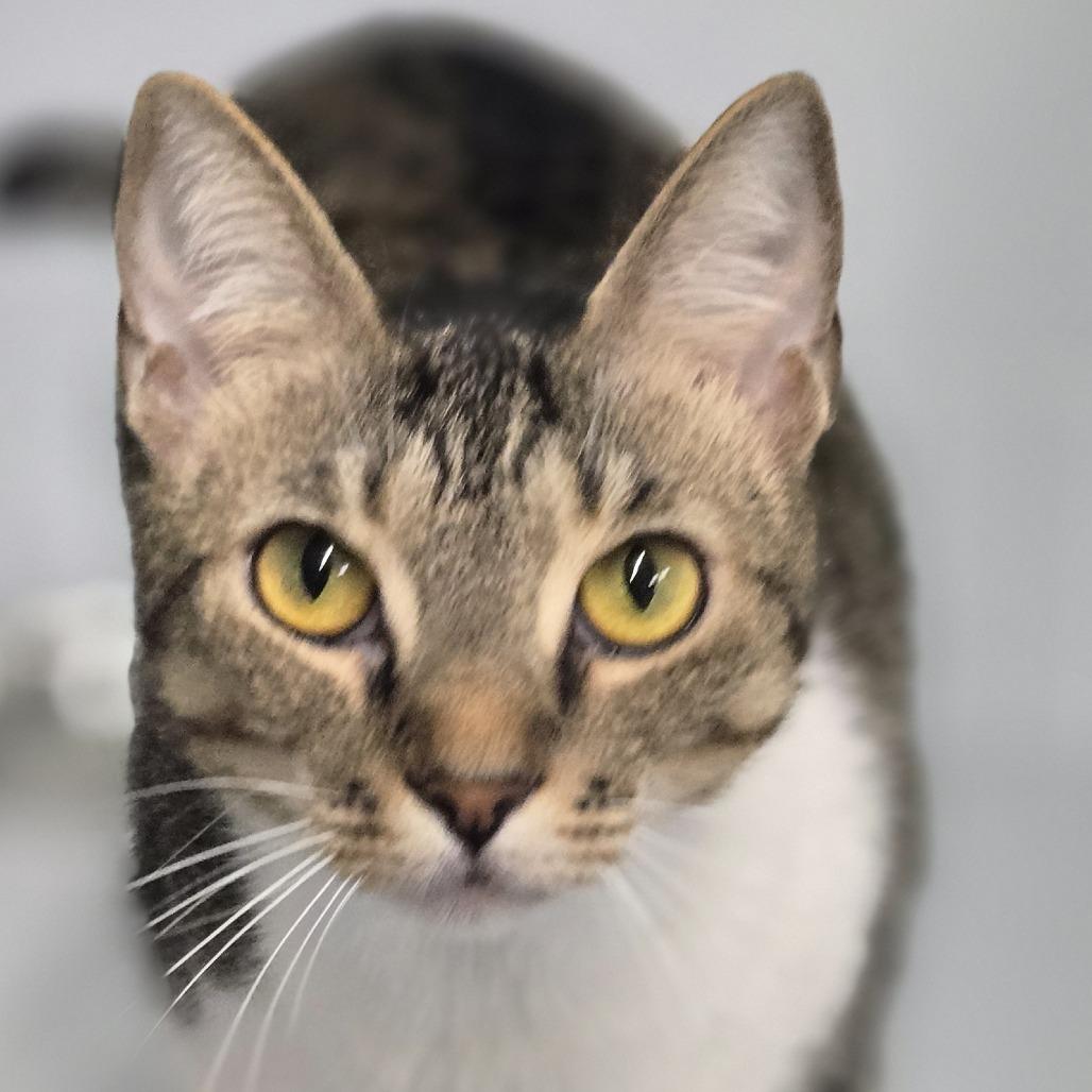 Olive, Adoptable, Adult Female Domestic Short Hair.