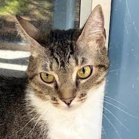 Enlarge Olive, a Adoptable Domestic Short Hair in Lexington, SC image 2/3