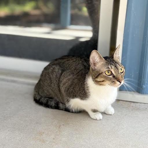 Enlarge Olive, a Adoptable Domestic Short Hair in Lexington, SC image 3/3