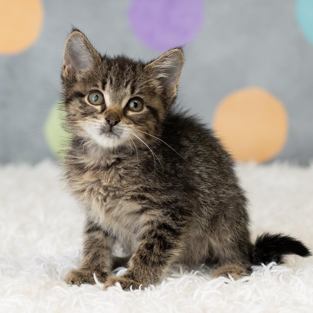 Enlarge South, a Adoptable Domestic Short Hair in St. Paul, MN image 1/6