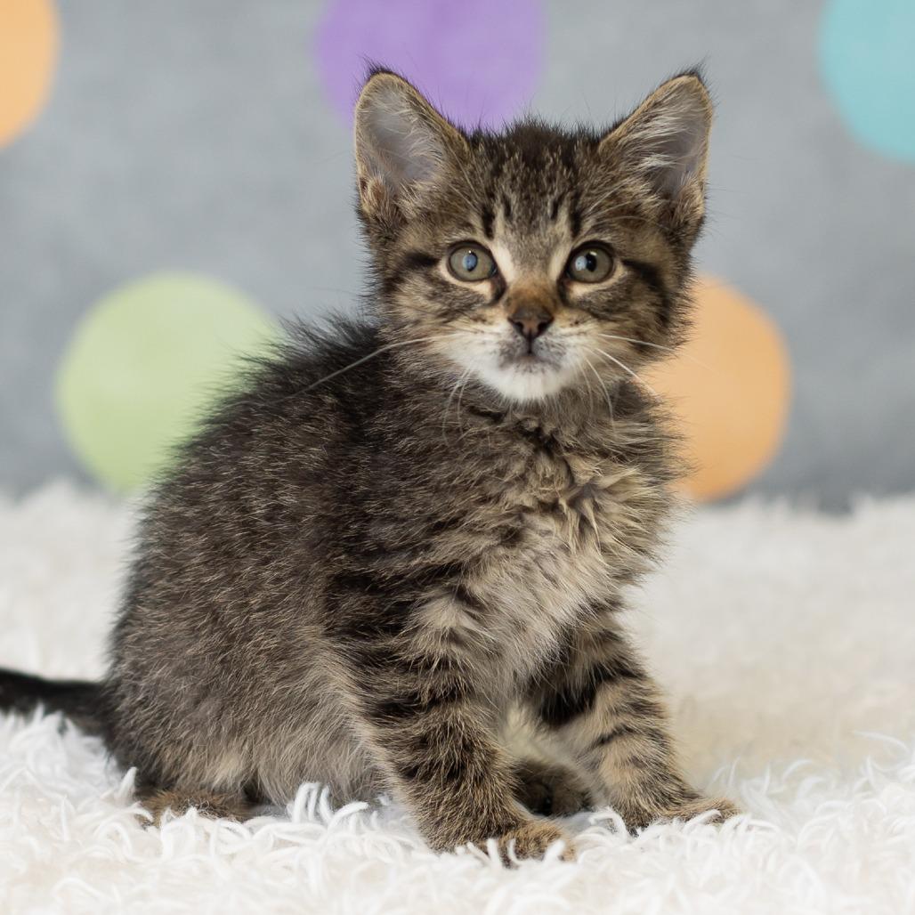 Enlarge South, a Adoptable Domestic Short Hair in St. Paul, MN image 2/6