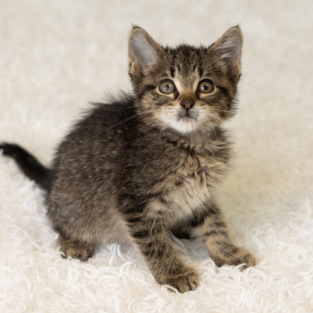 Enlarge South, a Adoptable Domestic Short Hair in St. Paul, MN image 3/6