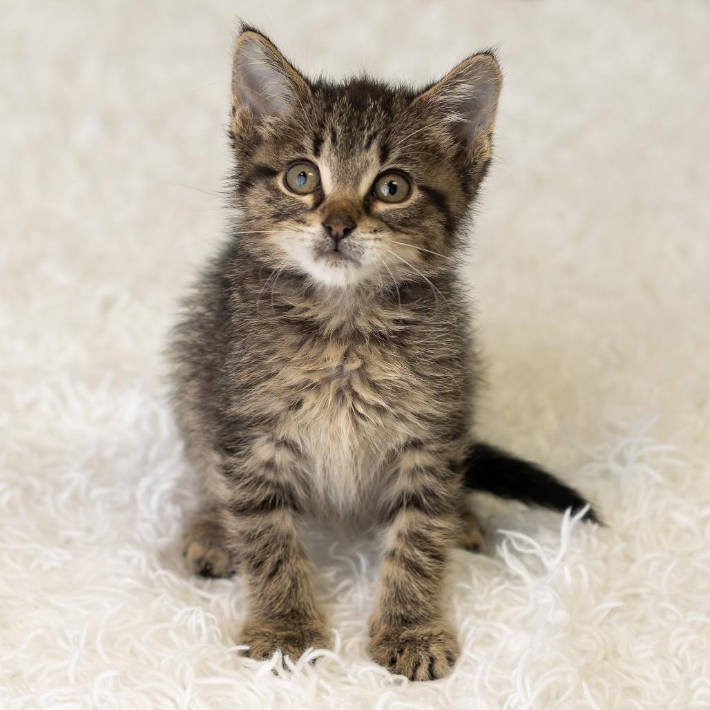 Enlarge South, a Adoptable Domestic Short Hair in St. Paul, MN image 4/6
