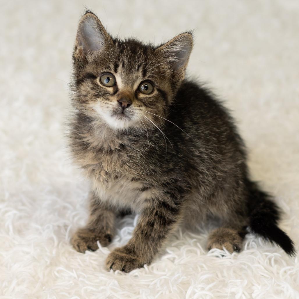 Enlarge South, a Adoptable Domestic Short Hair in St. Paul, MN image 5/6