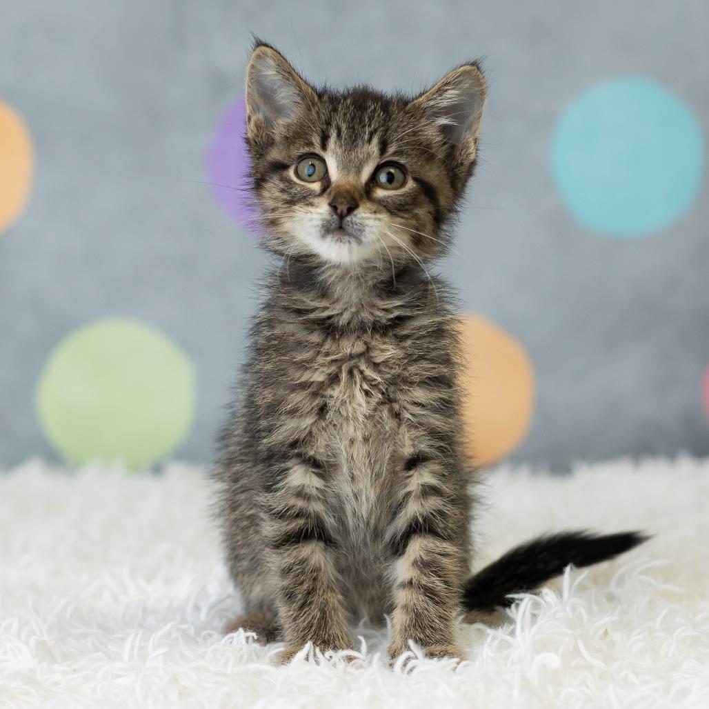 Enlarge South, a Adoptable Domestic Short Hair in St. Paul, MN image 6/6