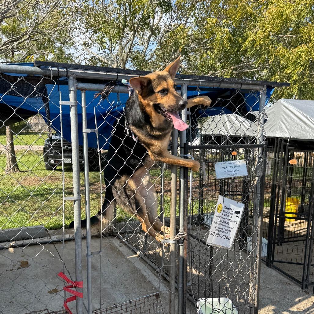 Enlarge Shep, a Adoptable German Shepherd Dog in Lake Jackson, TX image 1/4