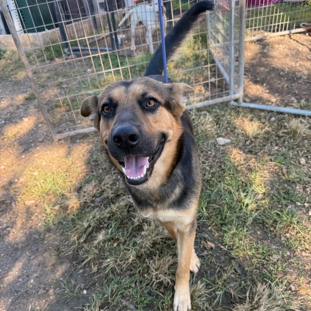 Enlarge Shep, a Adoptable German Shepherd Dog in Lake Jackson, TX image 2/4