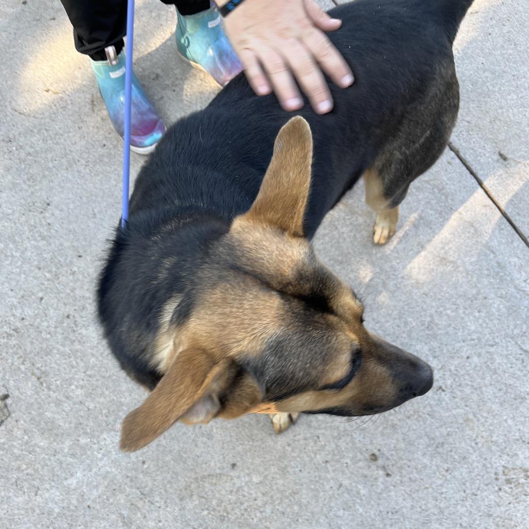 Enlarge Shep, a Adoptable German Shepherd Dog in Lake Jackson, TX image 3/4