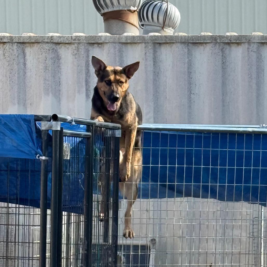 Enlarge Shep, a Adoptable German Shepherd Dog in Lake Jackson, TX image 4/4