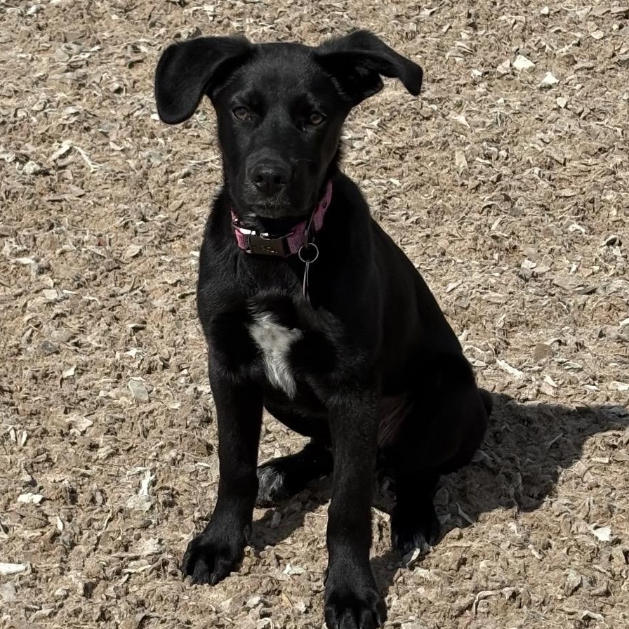 Enlarge Lexi, an adopted mixed breed in South Plainfield, NJ image 4/6