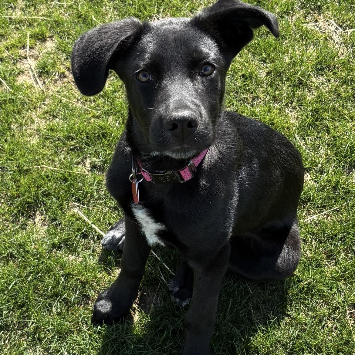 Enlarge Lexi, an adopted mixed breed in South Plainfield, NJ image 1/6