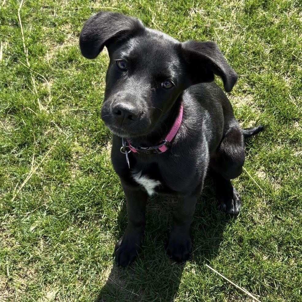 Enlarge Lexi, an adopted mixed breed in South Plainfield, NJ image 2/6