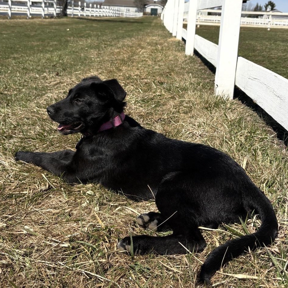 Enlarge Lexi, an adopted mixed breed in South Plainfield, NJ image 6/6