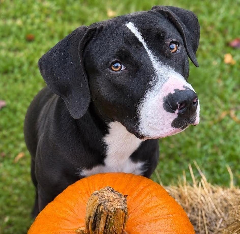 Huckleberry, Adoptable, Young Male Great Dane & American Foxhound.