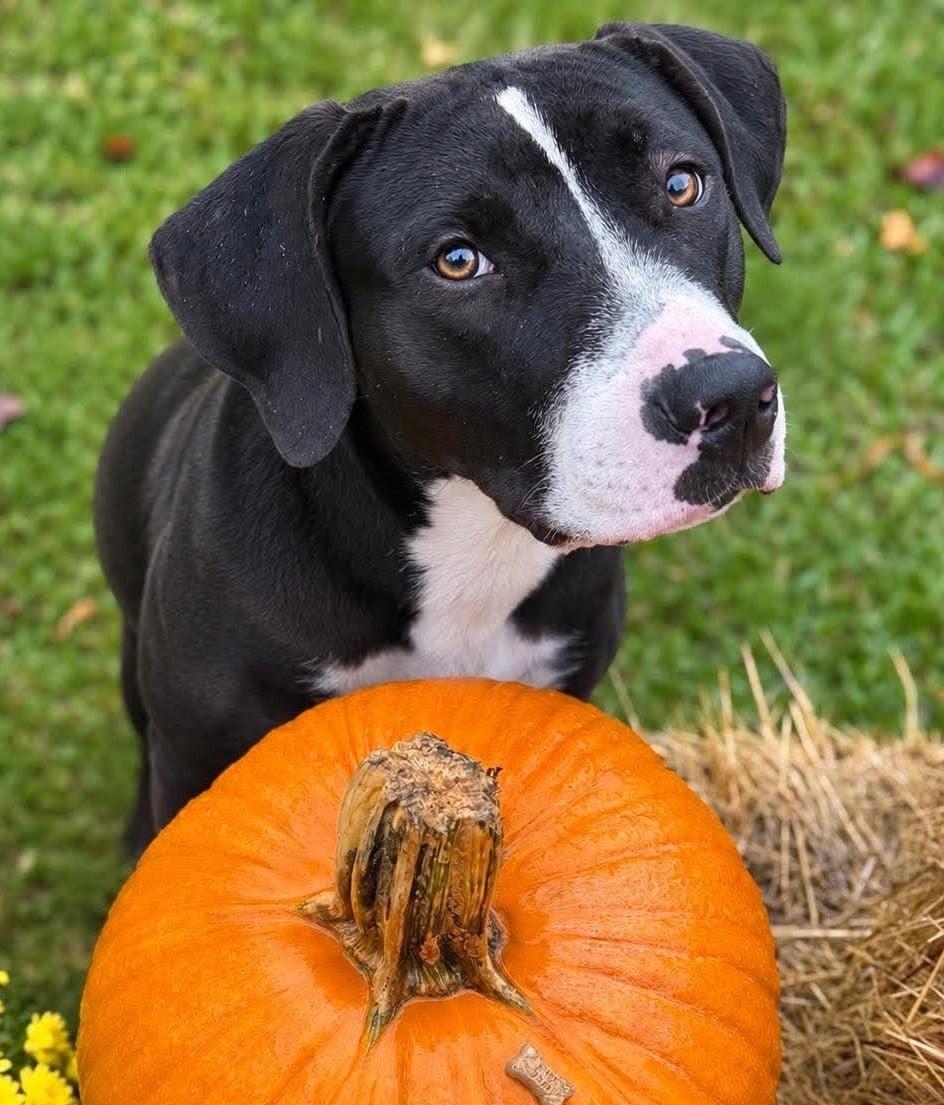Huckleberry, Adoptable, Young Male Great Dane & American Foxhound.