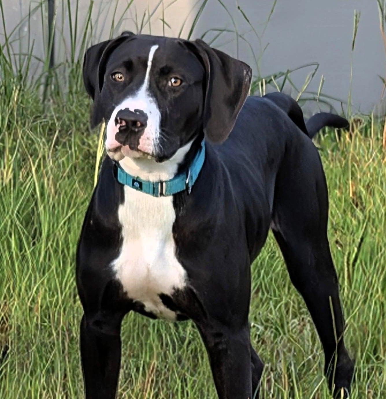Enlarge Huckleberry, a Adoptable mixed breed in Sanford, NC image 3/3