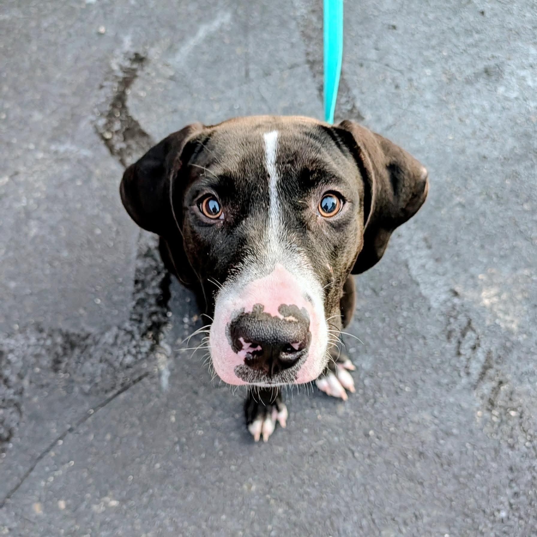 Enlarge Huckleberry, a Adoptable mixed breed in Sanford, NC image 2/3