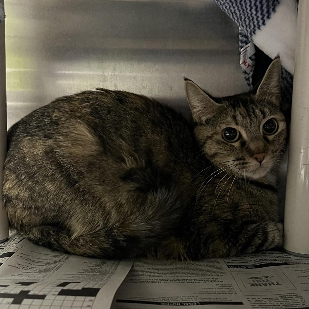 Norma, Adoptable, Adult Female Domestic Short Hair.