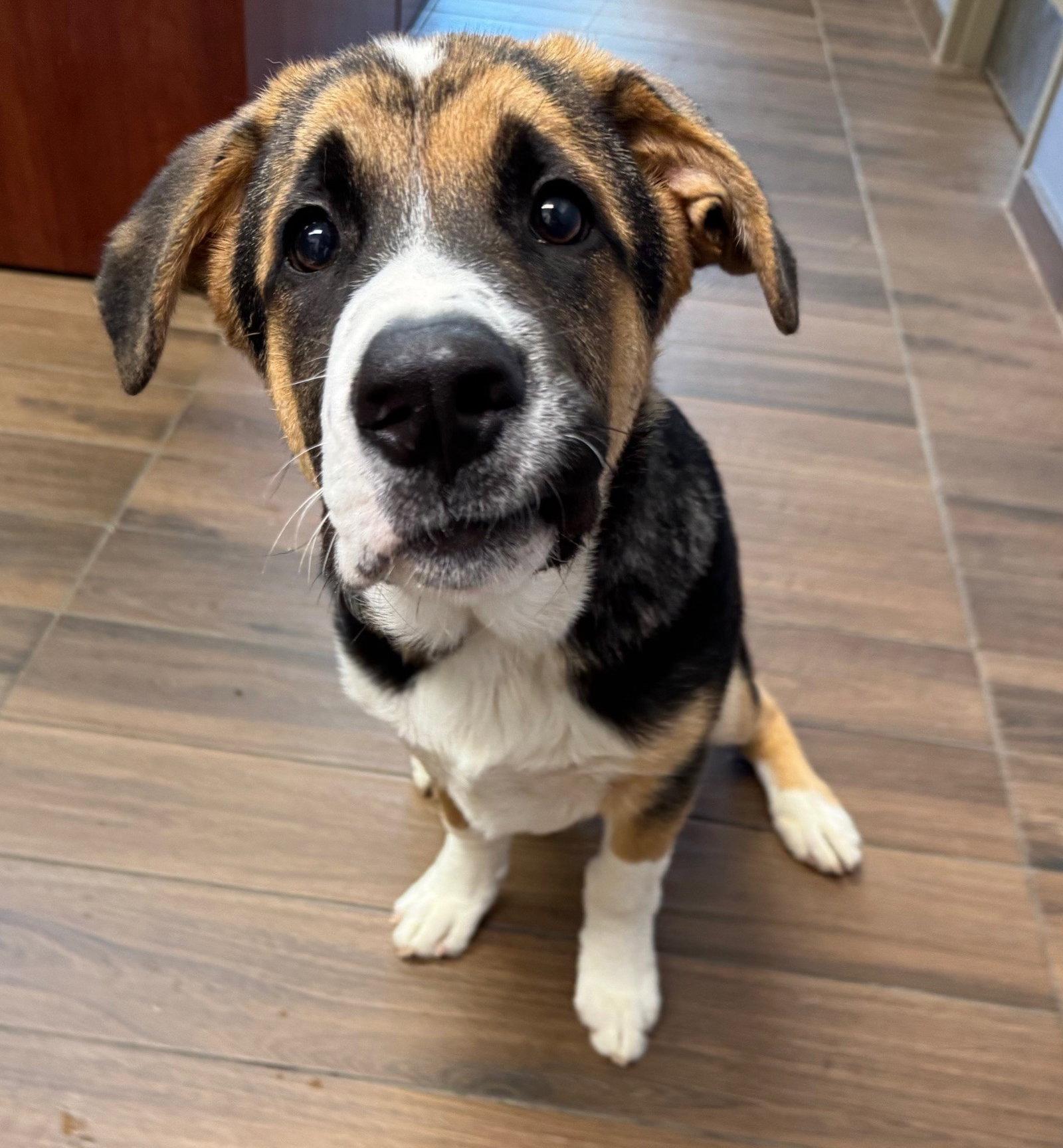 Enlarge Tucker, a Adopted Saint Bernard in Hilton Head Island, SC image 2/2