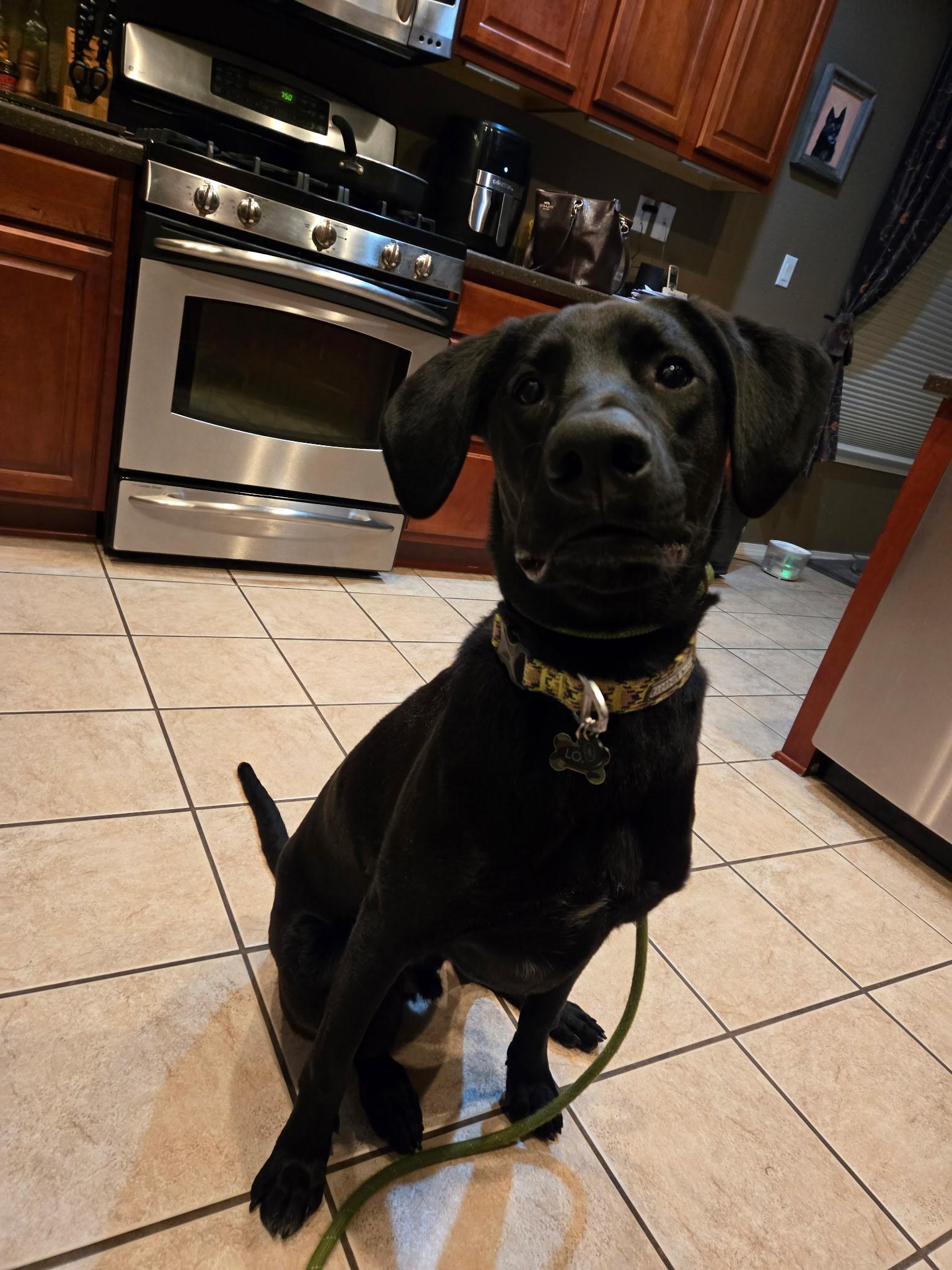 Loki, a Adoptable mixed breed in Albuquerque, NM image 3/3