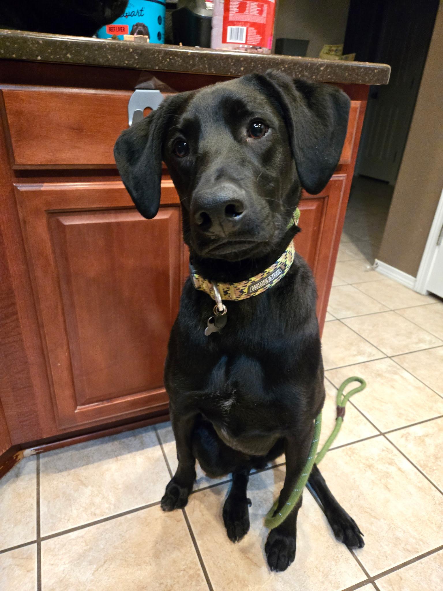 Loki, Adoptable, Puppy Male Doberman Pinscher & Black Labrador Retriever.