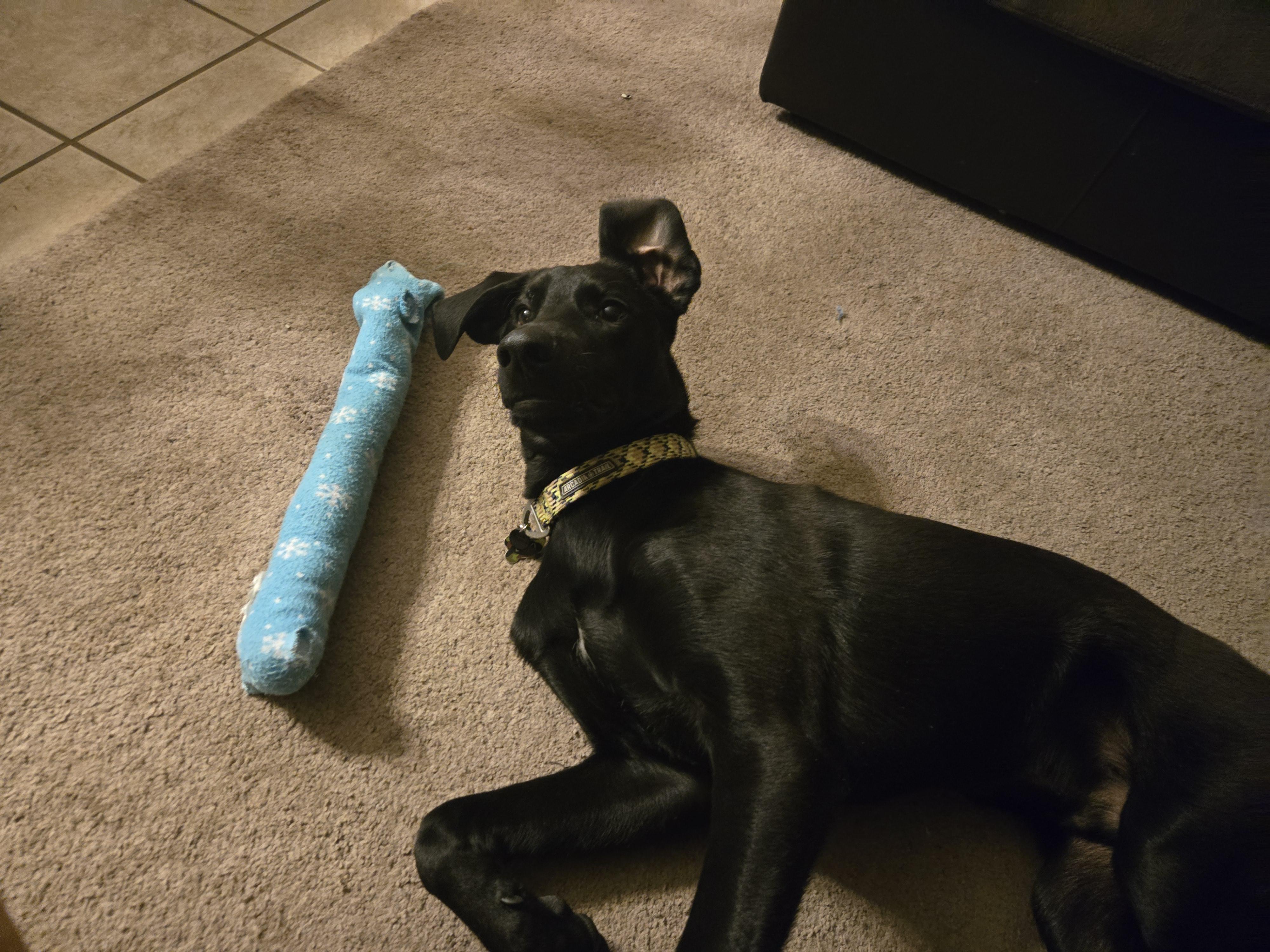 Loki, a Adoptable mixed breed in Albuquerque, NM image 2/3