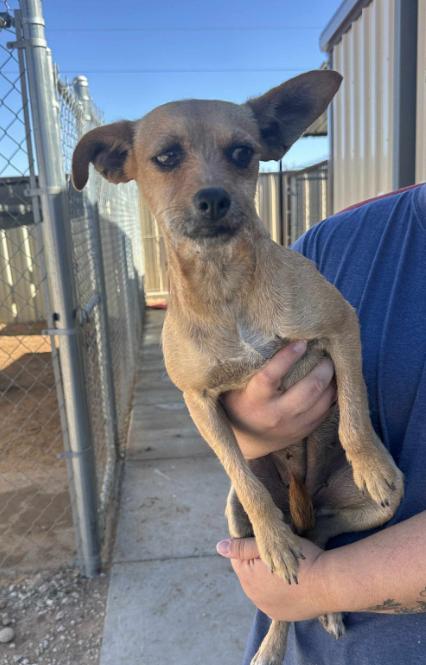 Rosie In Tx thumbnail 3