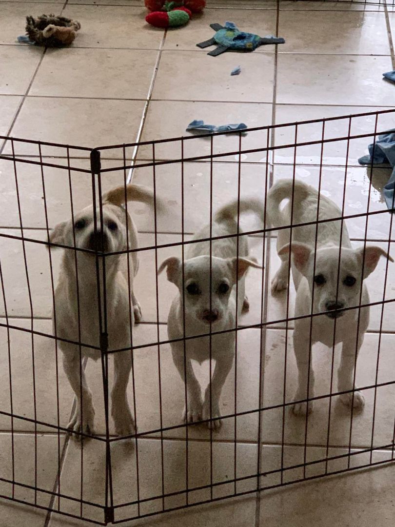 Dog for adoption Levi, a Chihuahua in Nixa, MO Petfinder