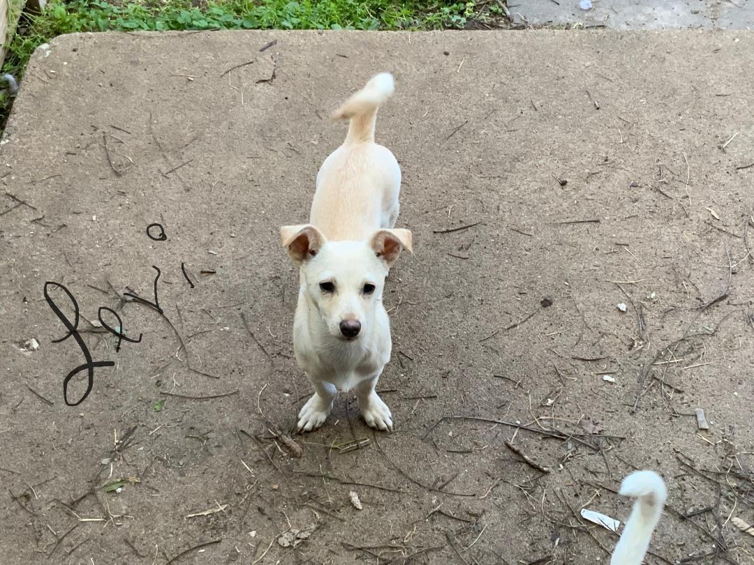 Levi, Adoptable, Adult Male Chihuahua.
