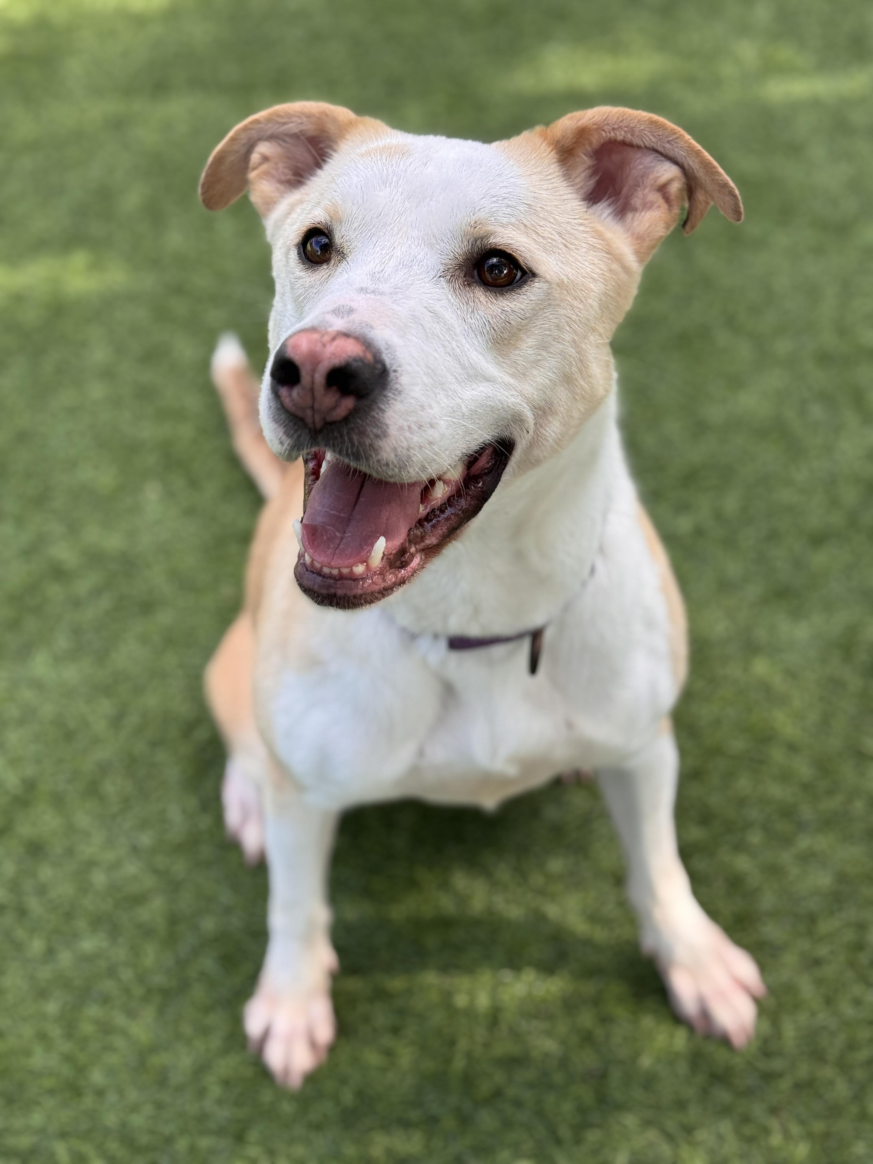 Enlarge Layla, a Adoptable mixed breed in Claremont , CA image 3/6