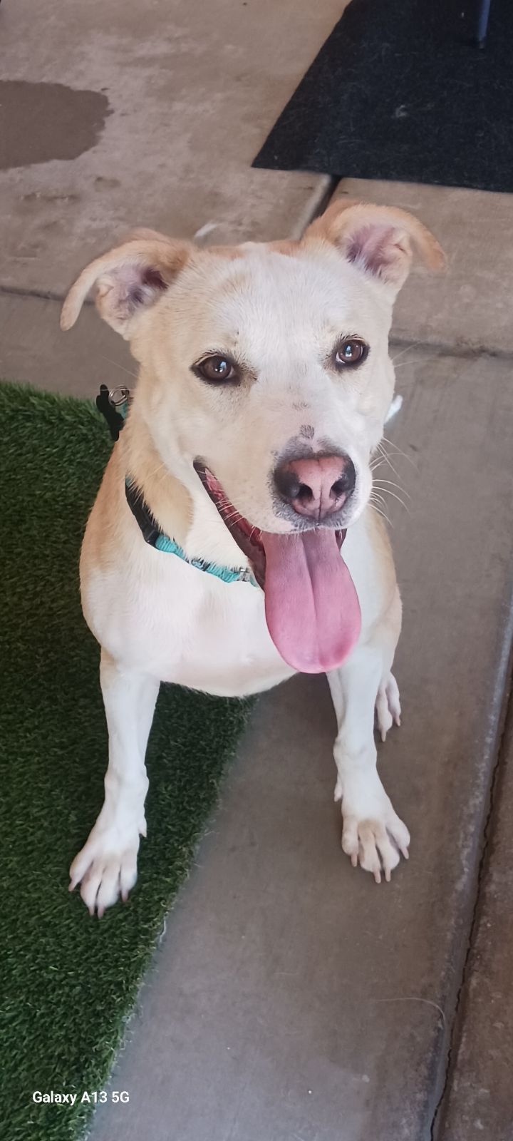 Layla, Adoptable, Adult Female Labrador Retriever & American Staffordshire Terrier.