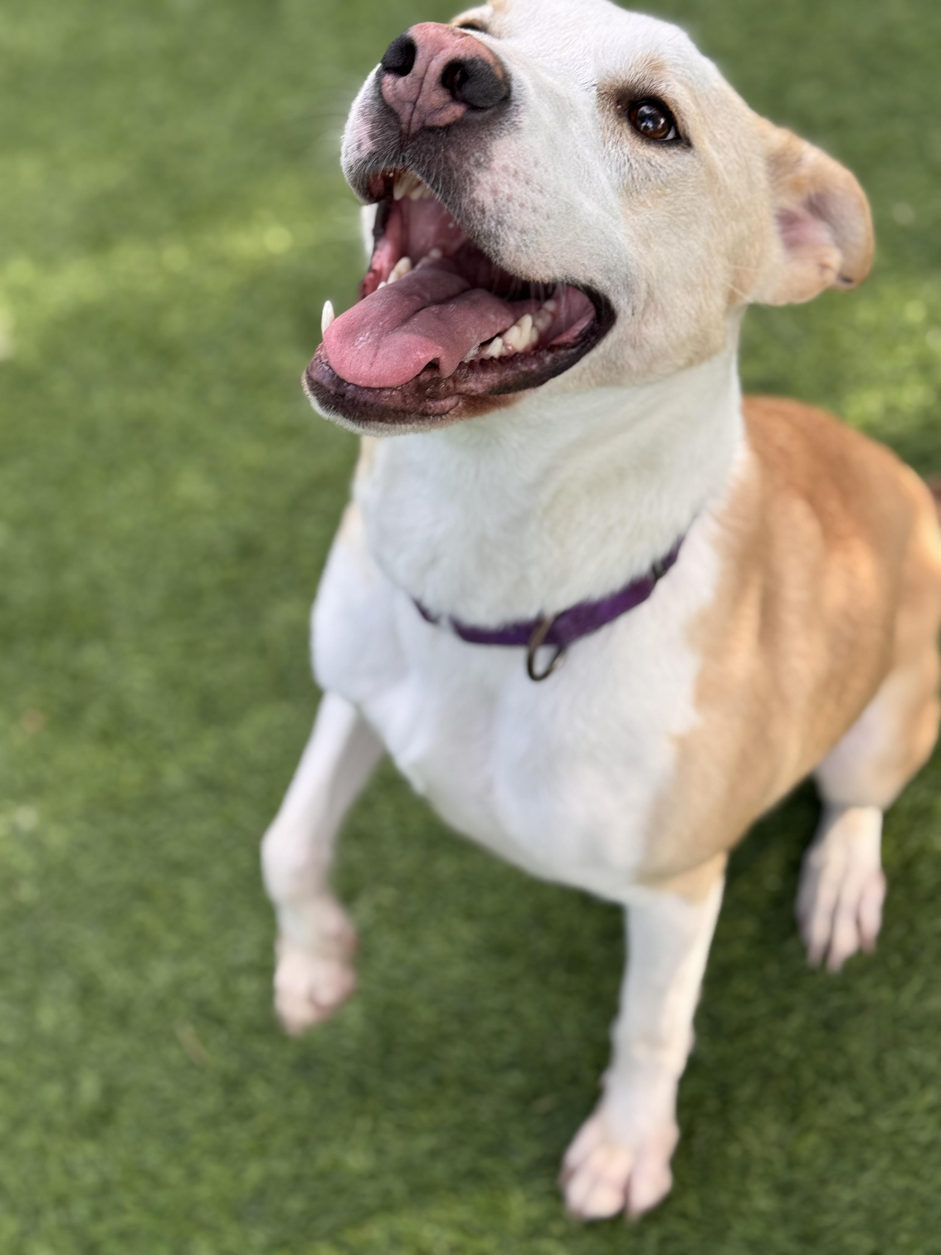 Enlarge Layla, a Adoptable mixed breed in Claremont , CA image 4/6