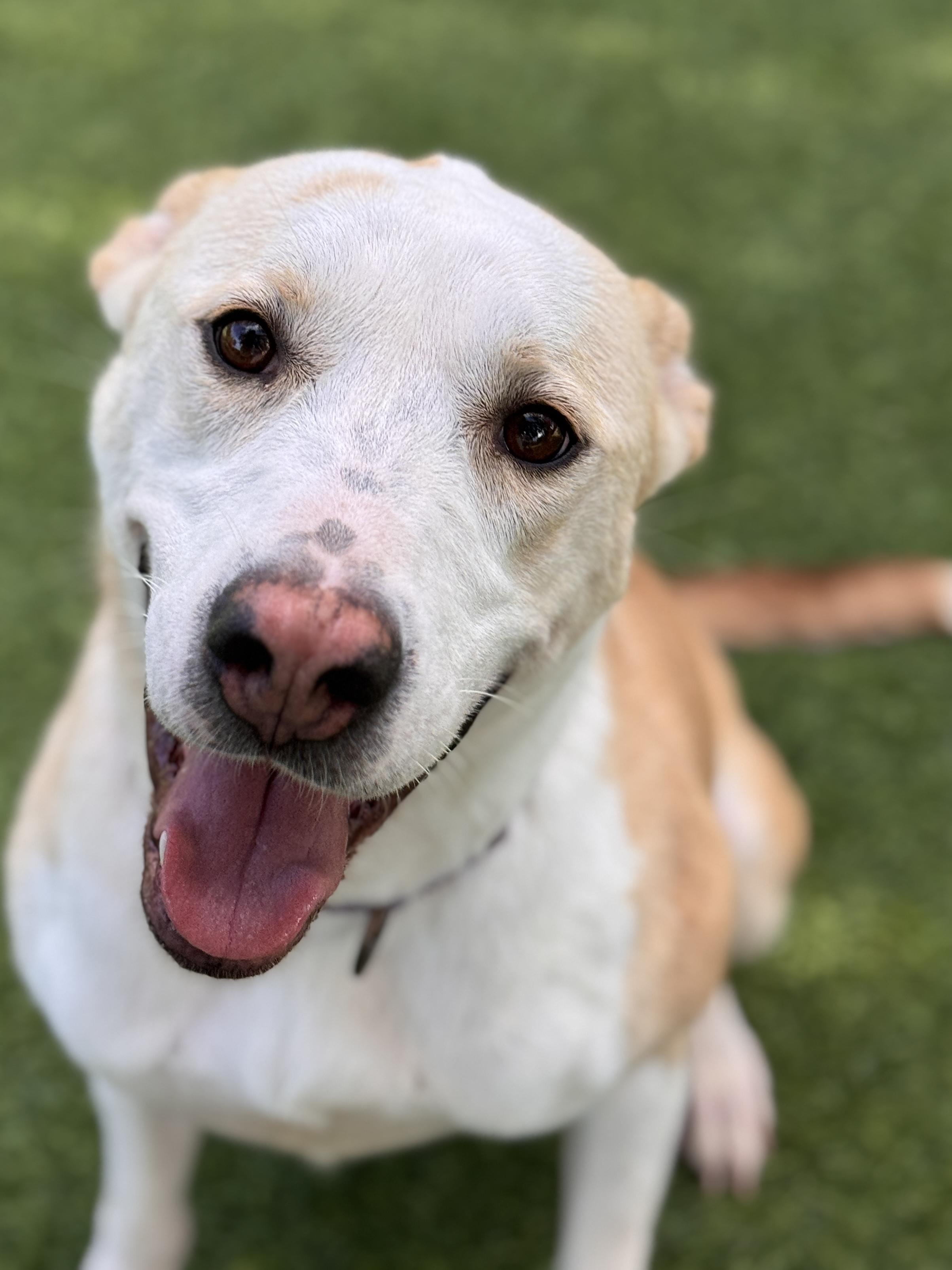 Enlarge Layla, a Adoptable mixed breed in Claremont , CA image 1/6