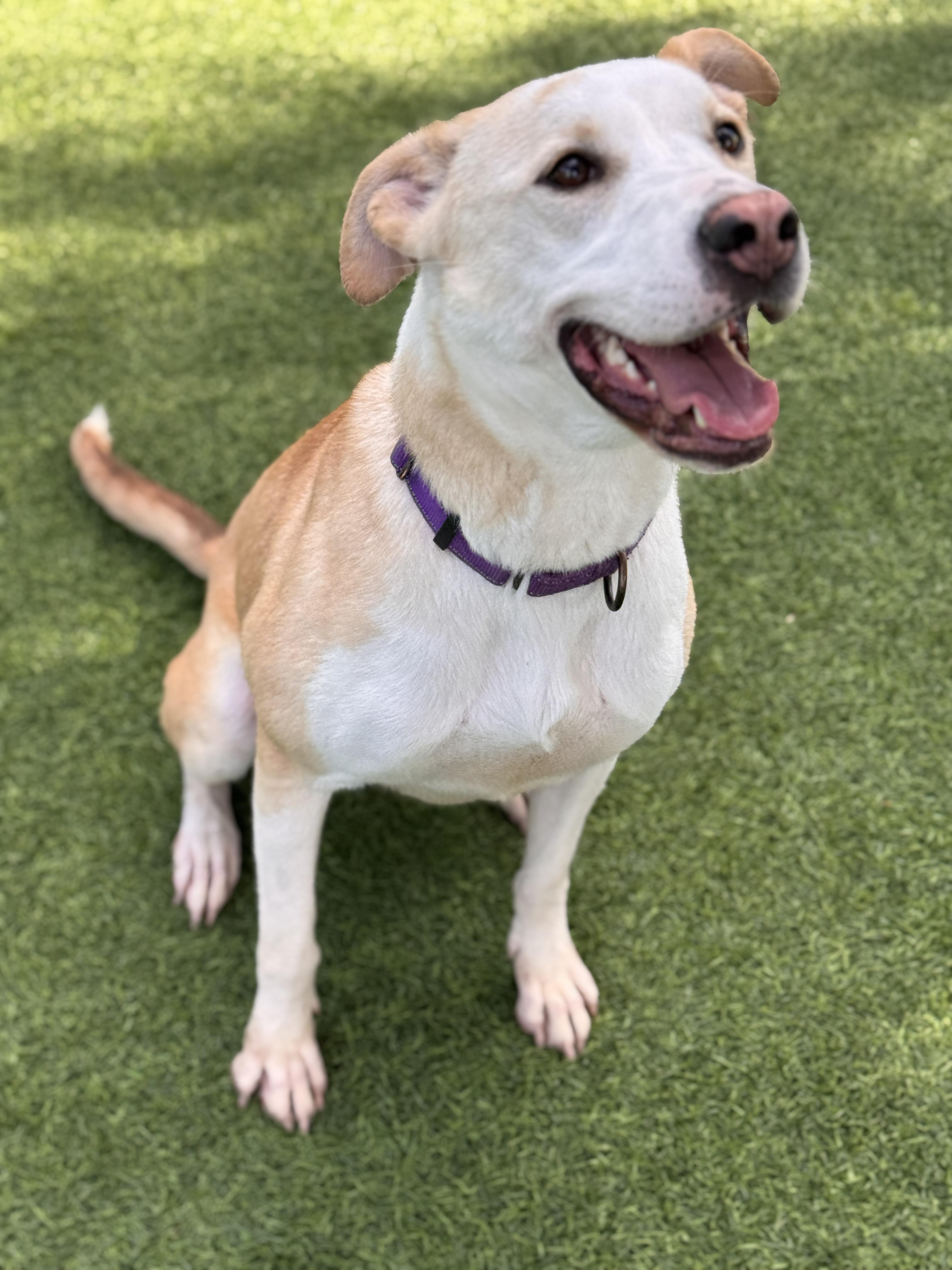 Enlarge Layla, a Adoptable mixed breed in Claremont , CA image 2/6