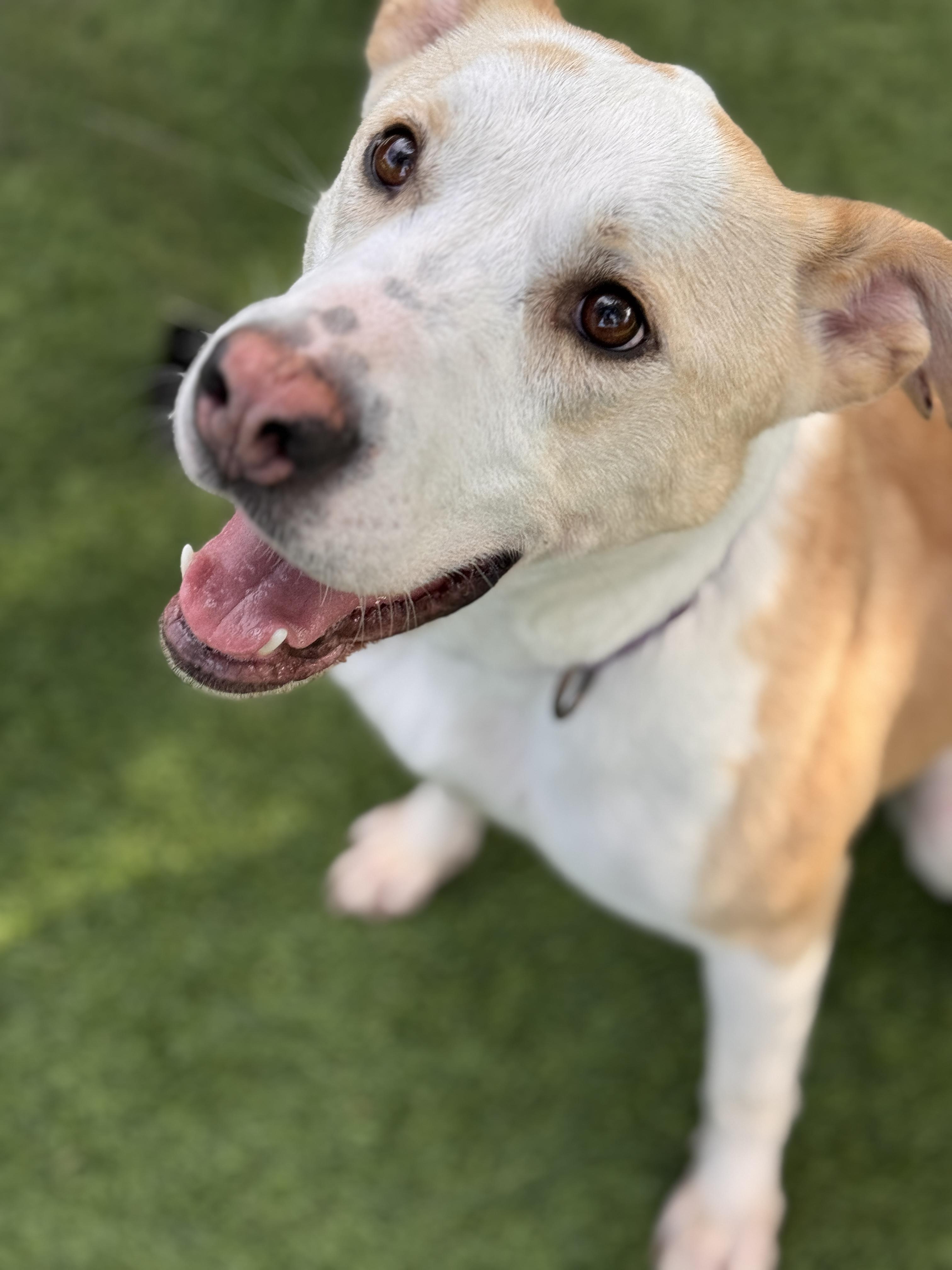 Enlarge Layla, a Adoptable mixed breed in Claremont , CA image 6/6