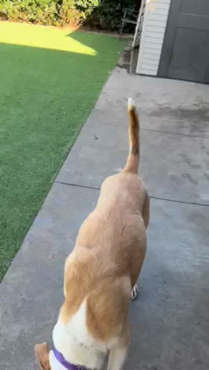 Enlarge Layla, a Adoptable mixed breed in Claremont , CA video 5/6