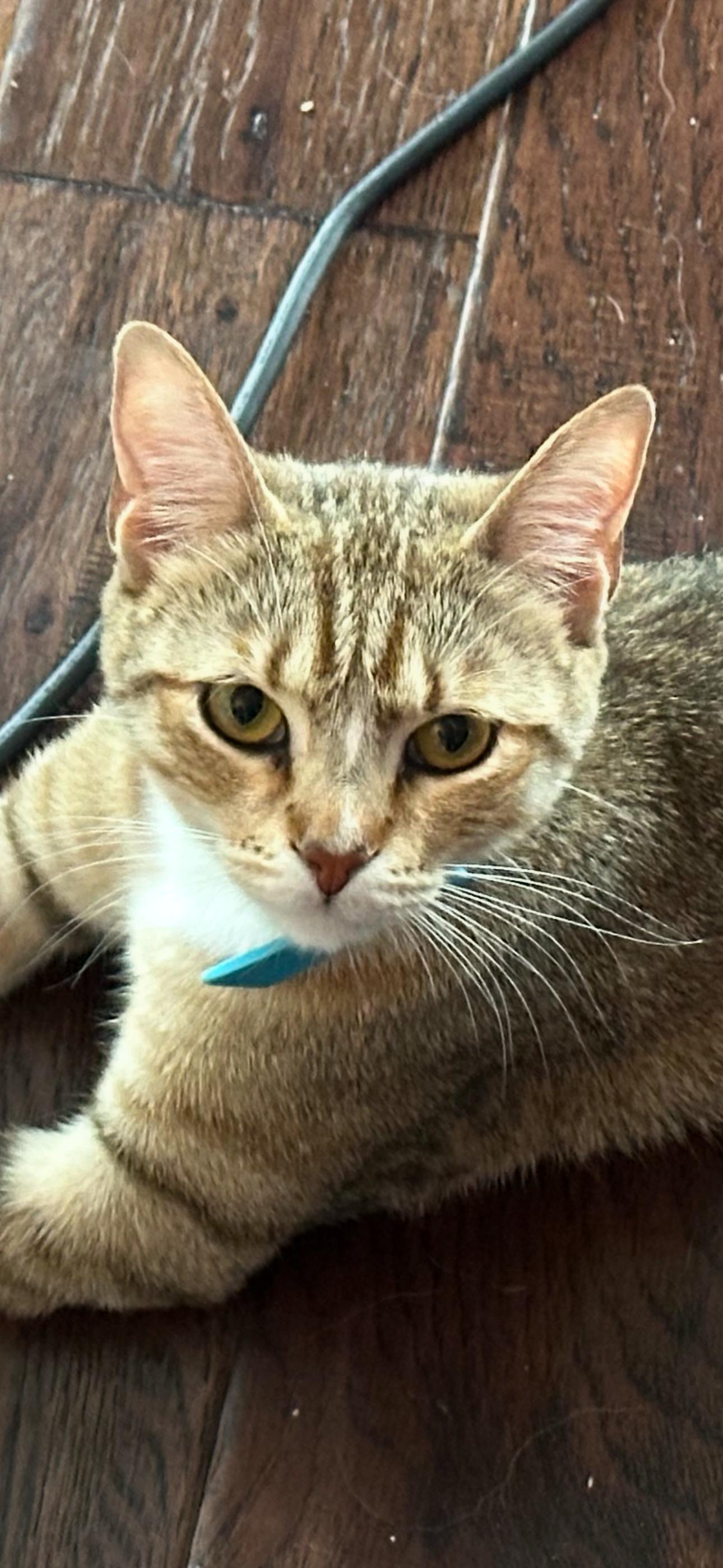 Sassafras, Adult Female Domestic Short Hair
