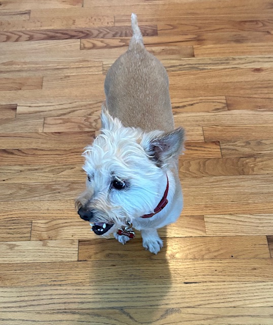 Bodie, Adult Male West Highland White Terrier / Westie