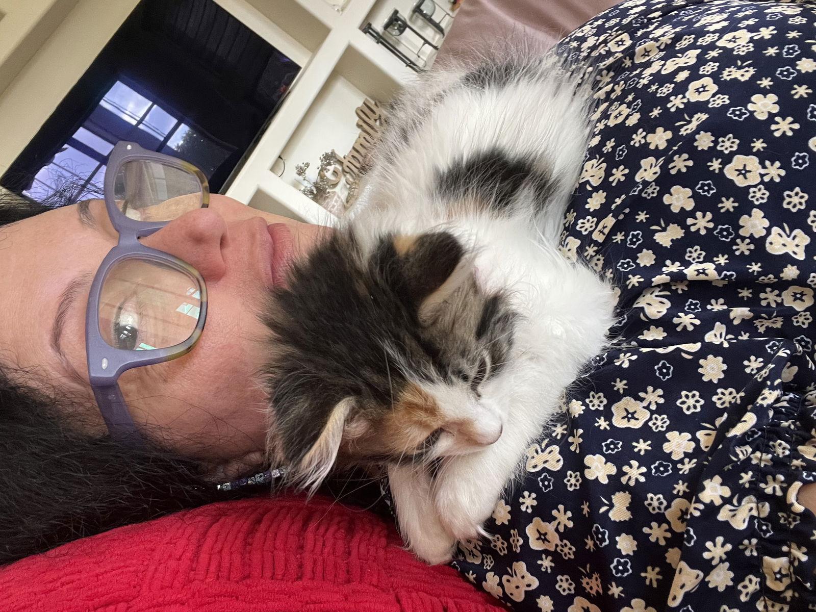 Clementine, a Adopted Calico in Orlando, FL image 1/3